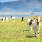 7 Fakta Mengejutkan Kambing: Hewan Kurban Idul Adha