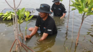 BRI & Generasi Muda: Selamatkan Pesisir Mamuju & Tuban