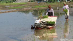 BUMN Pangan: Bibit Unggul, Panen Melimpah, Petani Makmur