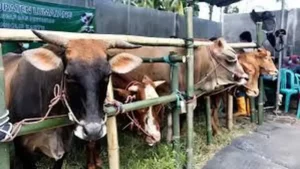 Bahaya Penyembelihan Hewan Kurban Bagi Kesehatan Mental Anak