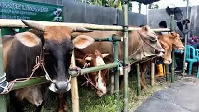 Bahaya Penyembelihan Hewan Kurban Bagi Kesehatan Mental Anak