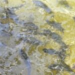 Ikan Dewa Kuningan: Kutukan Prajurit, Mitos Terungkap