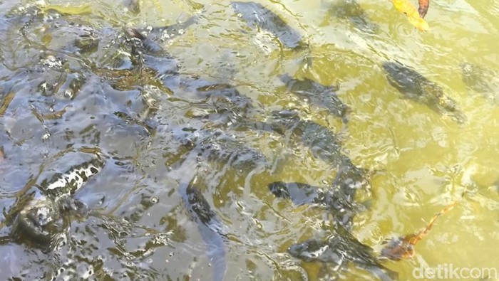 Ikan Dewa Kuningan: Kutukan Prajurit, Mitos Terungkap