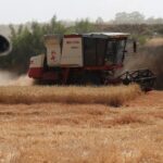 Krisis Gandum China: Panen Gagal, Petani Merana?