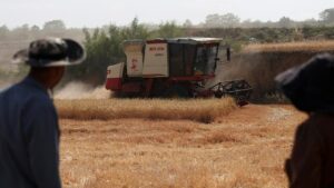Krisis Gandum China: Panen Gagal, Petani Merana?
