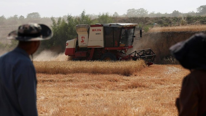 Krisis Gandum China: Panen Gagal, Petani Merana?