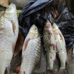 Misteri Kampung Naga: Ikan Mati, Warga Gatal-gatal, Apa Penyebabnya?