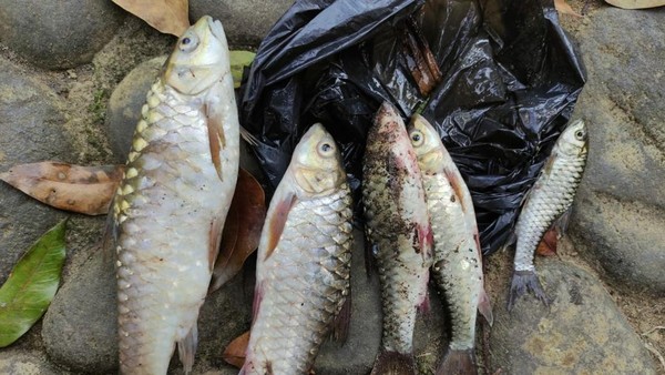 Misteri Kampung Naga: Ikan Mati, Warga Gatal-gatal, Apa Penyebabnya?