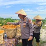 Panen Raya Jagung Indonesia: Melimpah, Harga Murah, Untung Besar!