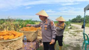 Panen Raya Jagung Indonesia: Melimpah, Harga Murah, Untung Besar!