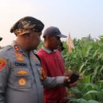 Polres Serang: Program Pertanian Jagung 305 Hektare di 2025