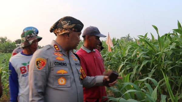 Polres Serang: Program Pertanian Jagung 305 Hektare di 2025