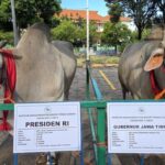 Prabowo Subianto: Kurban 985 Sapi, Aksi Dermawan Menggetarkan Hati