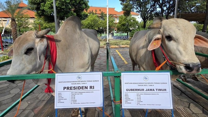 Prabowo Subianto: Kurban 985 Sapi, Aksi Dermawan Menggetarkan Hati