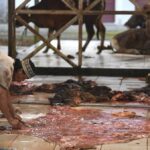 Rahasia Cuan Menggiurkan: Manfaatkan Kulit Sapi Kurban Anda