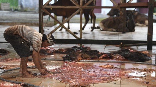 Rahasia Cuan Menggiurkan: Manfaatkan Kulit Sapi Kurban Anda