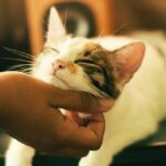 Rahasia Kucing: Mereka Kenali Pemilik & Orang Asing dari Bau