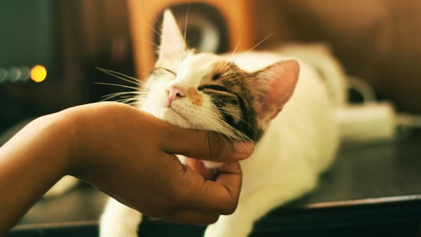 Rahasia Kucing: Mereka Kenali Pemilik & Orang Asing dari Bau