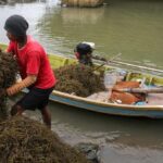 Rahasia Rumput Laut Indonesia: Penyelamat Kebutuhan Dunia?