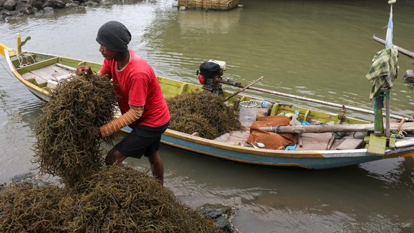 Rahasia Rumput Laut Indonesia: Penyelamat Kebutuhan Dunia?