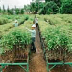 Strategi MIND ID: Atasi Krisis Sampah Plastik Indonesia