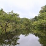 Petualangan Hutan Amazon Brasil: Aktivitas Menakjubkan Menanti Anda