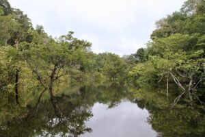 Petualangan Hutan Amazon Brasil: Aktivitas Menakjubkan Menanti Anda