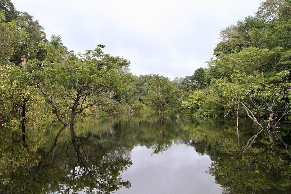 Petualangan Hutan Amazon Brasil: Aktivitas Menakjubkan Menanti Anda