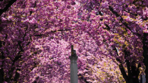 Kala Jalanan di Jerman Diselimuti Bunga Sakura Bermekaran, Warga dan Turis Berbondong Menikmati Keindahannya