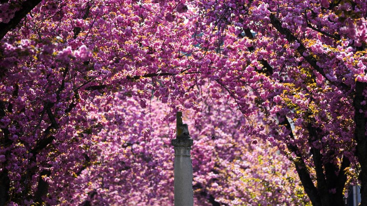 Kala Jalanan di Jerman Diselimuti Bunga Sakura Bermekaran, Warga dan Turis Berbondong Menikmati Keindahannya
